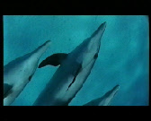 wpeff40c9f_0f.jpg